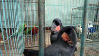 Burung-burung Lucu yang Dilindungi Ini Gagal Diselundupkan