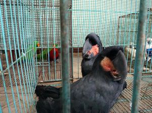 Burung-burung Lucu yang Dilindungi Ini Gagal Diselundupkan Burung-burung Lucu yang Dilindungi Ini Gagal Diselundupkan