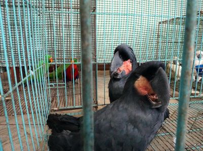 Burung-burung Lucu yang Dilindungi Ini Gagal Diselundupkan