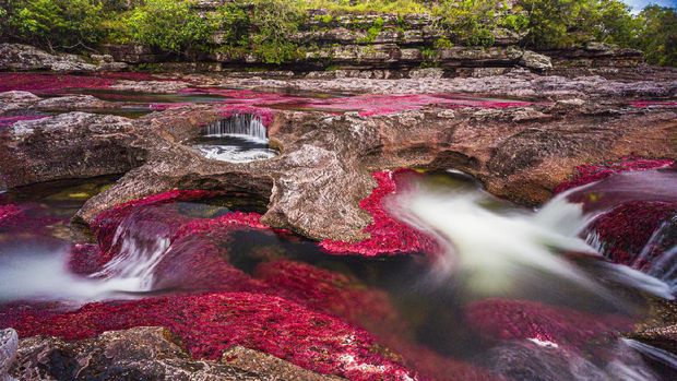 Sungai Cano Cristales di Kolombia Sungai Cano Cristales di Kolombia
