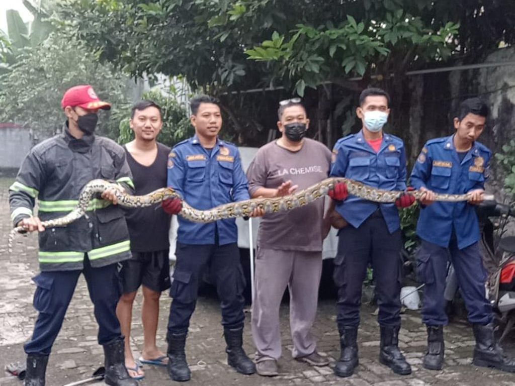 Heboh Ular Piton Seberat 20 Kg Nangkring di Atas Pohon di Tangsel Heboh Ular Piton Seberat 20 Kg Nangkring di Atas Pohon di Tangsel