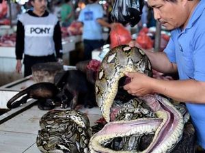 Darah dan Bisa Ular untuk Pengobatan, Halal atau Haram? Darah dan Bisa Ular untuk Pengobatan, Halal atau Haram?