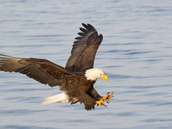 Daging Burung Halal Dimakan, Asal Tidak Bercakar