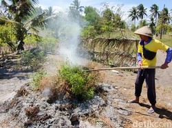 Harga Cabai Anjlok, Petani Kulon Progo Pilih Bakar-Gratiskan Hasil Panen