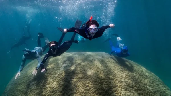 Terumbu karang berusia 400 tahun di Australia