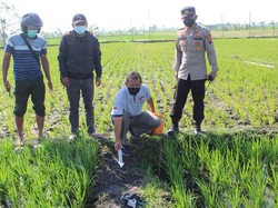 Catat Lur! Pasang Jebakan Listrik di Sawah Bisa Kena Pidana