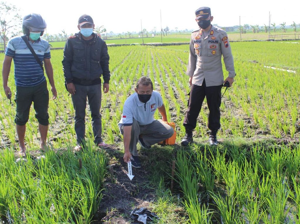 Lagi-lagi Terjadi, Petani Tewas Tersengat Listrik Jebakan Tikus di Sragen Lagi-lagi Terjadi, Petani Tewas Tersengat Listrik Jebakan Tikus di Sragen