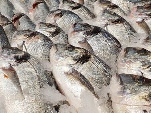 Ini Alasan Mengapa Bangkai Ikan Halal Dikonsumsi Ini Alasan Mengapa Bangkai Ikan Halal Dikonsumsi