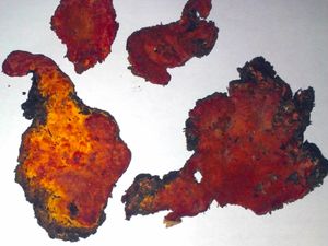 Dua Spesies Jamur Punya Potensi Cegah COVID-19 di Masa Depan, Ini Penjelasannya