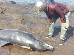 Bangkai Lumba-lumba dengan Luka Sayatan Ditemukan di Pantai Yeh Leh Bali