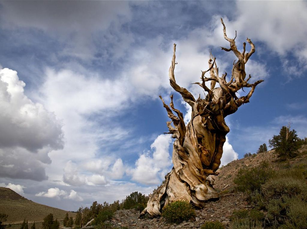 Ini 3 Pohon Tertua di Dunia, Ada yang Berusia 8.000-an Tahun