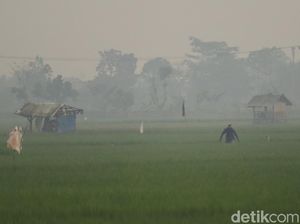 DPRD Minta Pemkot Bandung Jaga Lahan Sawah Dilindungi