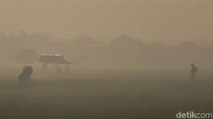 Foto: Area Persawahan di Bandung Diselimuti Kabut Pagi Ini