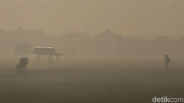Foto: Area Persawahan di Bandung Diselimuti Kabut Pagi Ini