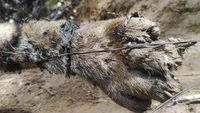 Waduh! 3 Harimau Sumatera Mati Akibat Jebakan Babi