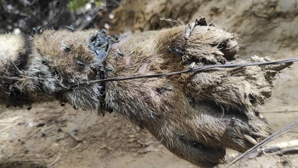 Waduh! 3 Harimau Sumatera Mati Akibat Jebakan Babi