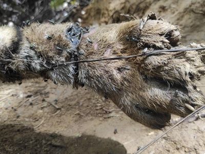 Waduh! 3 Harimau Sumatera Mati Akibat Jebakan Babi