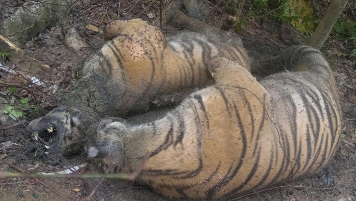 Tiga Harimau Sumatera Mati Terjerat di Hutan Lindung Aceh