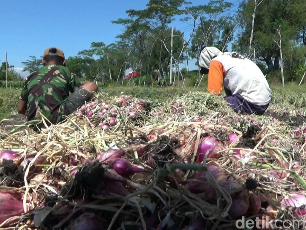 Bawang Diserang Hama Ulat, Petani di Probolinggo Panen Dini Agar Tak Rugi Bawang Diserang Hama Ulat, Petani di Probolinggo Panen Dini Agar Tak Rugi
