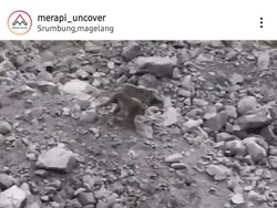 Viral Kawanan Kera Turun di Lereng Merapi, Begini Analisis Balai TNGM