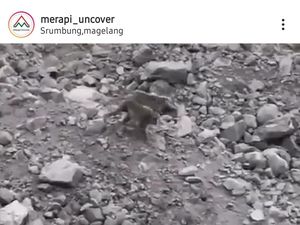 Viral Kawanan Kera Turun di Lereng Merapi, Begini Analisis Balai TNGM Viral Kawanan Kera Turun di Lereng Merapi, Begini Analisis Balai TNGM