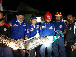 Warga di Bontang Kaltim Dibuat Geger Buaya Muncul di Permukiman