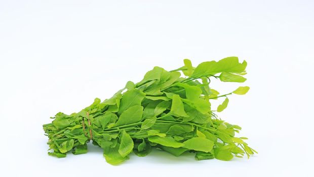 daun katuk daun katuk