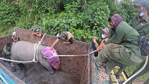 Menengok Evakuasi Anak Gajah Sumatera di Jambi