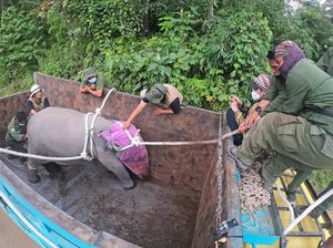 Menengok Evakuasi Anak Gajah Sumatera di Jambi Menengok Evakuasi Anak Gajah Sumatera di Jambi