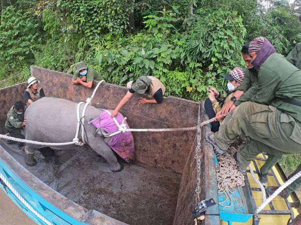 Menengok Evakuasi Anak Gajah Sumatera di Jambi