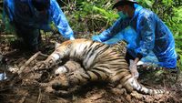 Begini Proses Nekropsi Harimau Mati di Aceh Selatan