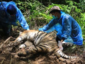 Begini Proses Nekropsi Harimau Mati di Aceh Selatan