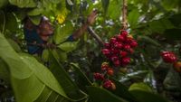 Kopi Robusta hingga Liberika Tumbuh Subur di Pegunungan Meratus