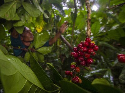 Kopi Robusta hingga Liberika Tumbuh Subur di Pegunungan Meratus