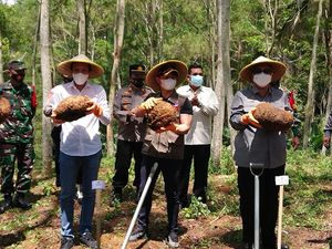 RI Genjot Produksi Porang hingga Produk Turunannya