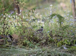 Cantik, Desa di Pasuruan Ini Jadi Habitat Burung-burung Dilindungi