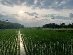Penampakan Gunung Semeru Usai Luncurkan Lava Pijar Sejauh 1 KM
