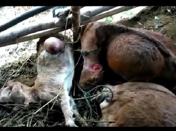 Banyak Kambing Mati Misterius di Gunungkidul, BKSDA Bakal Pasang CCTV