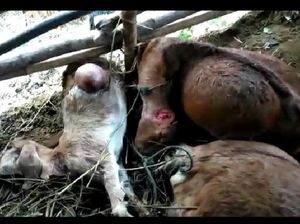 Banyak Kambing Mati Misterius di Gunungkidul, BKSDA Bakal Pasang CCTV Banyak Kambing Mati Misterius di Gunungkidul, BKSDA Bakal Pasang CCTV