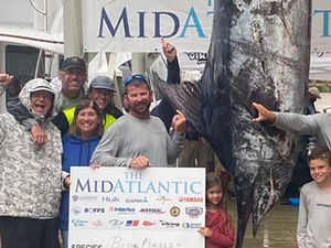 Lomba Mancing, Pria Ini Tangkap Ikan Marlin Biru Seberat 500 Kg