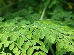 7 Manfaat Daun Kelor untuk Kesehatan, Turunkan Kolesterol hingga Gula Darah