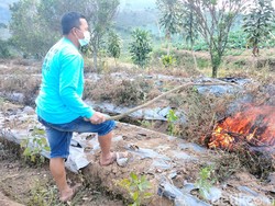 Harga Jual Anjlok, Petani Cabai di Majalengka Pilih Bakar Tanaman