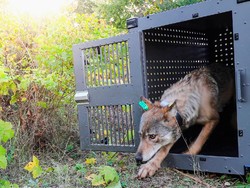 Sedih, 2 Serigala Ini Harus Dibunuh Gegara Ganggu Hewan Ternak