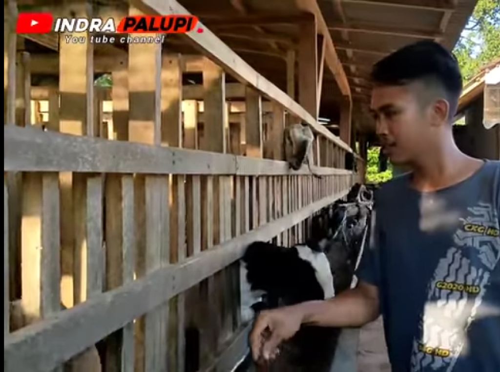 Kisah Agung Peternak Muda yang Sukses Gemukkan Kambing dengan Pakan Fermentasi Kisah Agung Peternak Muda yang Sukses Gemukkan Kambing dengan Pakan Fermentasi