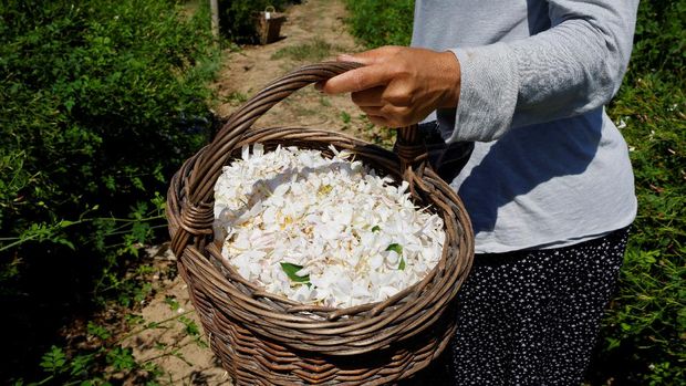 A picker holds a basket of jasmine flowers to be used to make Chanel No. 5 perfume at the Mul family fields in Pegomas near Grasse, in southern France, August 26, 2021. Picture taken August 26, 2021. REUTERS/Eric Gaillard