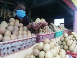 Sudah Tradisi! Sawo Sukatali, Oleh-oleh Terfavorit dari Sumedang