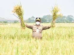 Bentuk Pendampingan Kementan untuk Kemajuan Pertanian Papua