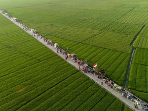 Hamparan Lahan Persawahan di Karawang Ini Bikin Hati Adem