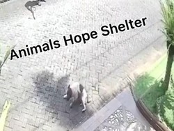 Aktivis Animal Kecam Penembakan Anjing Lalu Diseret yang Viral di Medsos