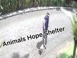 Seekor Anjing Ditembak Senapan Angin Lalu Diseret, Polisi Malang Turun Tangan